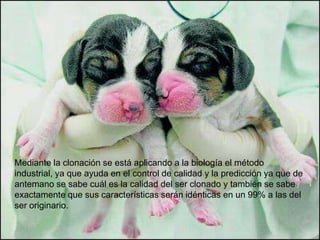 Mediante la clonación se está aplicando a la biología el método
industrial, ya que ayuda en el control de calidad y la predicción ya que de
antemano se sabe cuál es la calidad del ser clonado y también se sabe
exactamente que sus características serán idénticas en un 99% a las del
ser originario.
 