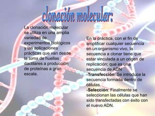 La clonación molecular
se utiliza en una amplia
variedad de
experimentos biológicos
y las aplicaciones
prácticas que van desde
la toma de huellas
dactilares a producción
de proteínas a gran
escala.
En la práctica, con el fin de
amplificar cualquier secuencia
en un organismo vivo, la
secuencia a clonar tiene que
estar vinculada a un origen de
replicación; que es una
secuencia de ADN
-Transfección: Se introduce la
secuencia formada dentro de
células.
-Selección: Finalmente se
seleccionan las células que han
sido transfectadas con éxito con
el nuevo ADN.
 