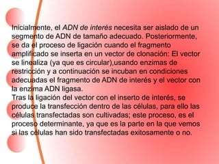 Inicialmente, el ADN de interés necesita ser aislado de un
segmento de ADN de tamaño adecuado. Posteriormente,
se da el proceso de ligación cuando el fragmento
amplificado se inserta en un vector de clonación: El vector
se linealiza (ya que es circular),usando enzimas de
restricción y a continuación se incuban en condiciones
adecuadas el fragmento de ADN de interés y el vector con
la enzima ADN ligasa.
Tras la ligación del vector con el inserto de interés, se
produce la transfección dentro de las células, para ello las
células transfectadas son cultivadas; este proceso, es el
proceso determinante, ya que es la parte en la que vemos
si las células han sido transfectadas exitosamente o no.
 