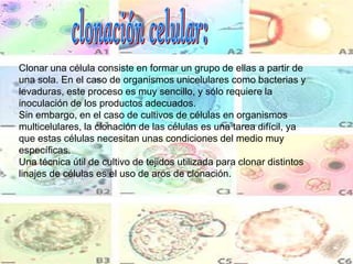 Clonar una célula consiste en formar un grupo de ellas a partir de
una sola. En el caso de organismos unicelulares como bacterias y
levaduras, este proceso es muy sencillo, y sólo requiere la
inoculación de los productos adecuados.
Sin embargo, en el caso de cultivos de células en organismos
multicelulares, la clonación de las células es una tarea difícil, ya
que estas células necesitan unas condiciones del medio muy
específicas.
Una técnica útil de cultivo de tejidos utilizada para clonar distintos
linajes de células es el uso de aros de clonación.
 
