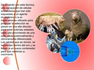 De acuerdo con esta técnica,
una agrupación de células
unicelulares que han sido
expuestas a un agente
mutagénico o a un
medicamento utilizado para
propiciar la selección se
ponen en una alta dilución
para crear colonias aisladas;
cada una proviniendo de una
sola célula potencialmente y
clónicamente diferenciada.
Las células que se clonan, se
recolectan dentro del aro y se
llevan a un nuevo contenedor
para que continúe su
crecimiento.
 