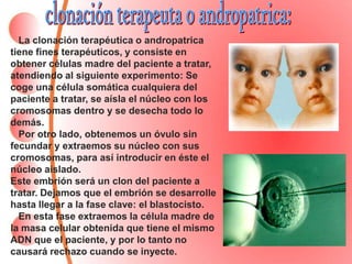 La clonación terapéutica o andropatrica
tiene fines terapéuticos, y consiste en
obtener células madre del paciente a tratar,
atendiendo al siguiente experimento: Se
coge una célula somática cualquiera del
paciente a tratar, se aísla el núcleo con los
cromosomas dentro y se desecha todo lo
demás.
Por otro lado, obtenemos un óvulo sin
fecundar y extraemos su núcleo con sus
cromosomas, para así introducir en éste el
núcleo aislado.
Este embrión será un clon del paciente a
tratar. Dejamos que el embrión se desarrolle
hasta llegar a la fase clave: el blastocisto.
En esta fase extraemos la célula madre de
la masa celular obtenida que tiene el mismo
ADN que el paciente, y por lo tanto no
causará rechazo cuando se inyecte.
 
