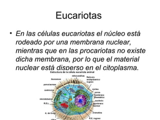 Eucariotas  En las células eucariotas el núcleo está rodeado por una membrana nuclear, mientras que en las procariotas no existe dicha membrana, por lo que el material nuclear está disperso en el citoplasma.   