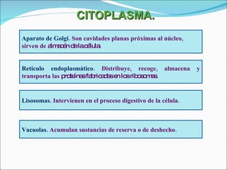 CITOPLASMA. Aparato de Golgi.   Son cavidades planas próximas al núcleo, sirven de  almacén de la célula. Retículo endoplasmático.  Distribuye, recoge, almacena y transporta las  proteínas fabricadas en los ribosomas. Lisosomas.  Intervienen en el proceso digestivo de la célula. Vacuolas.  Acumulan sustancias de reserva o de deshecho. 