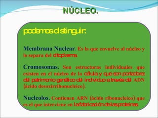 NÚCLEO. podemos distinguir: Membrana Nuclear.   Es la que envuelve al núcleo y lo separa del  citoplasma. Cromosomas.   Son estructuras individuales que existen en el núcleo de la  célula y que son portadores del patrimonio genético del individuo a través del  ADN (ácido desoxirribonucleico).   Nucleolos.   Contienen ARN (ácido ribonucleico) que es el que interviene en  la fabricación de las proteínas. 