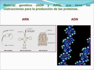 Material genético (ADN y ARN), que tiene las instrucciones para la producción de las proteínas. ADN ARN 