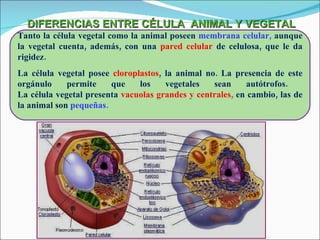 DIFERENCIAS ENTRE CÉLULA  ANIMAL Y VEGETAL Tanto la célula vegetal como la animal poseen  membrana celular,  aunque la vegetal cuenta, además, con una  pared celular  de celulosa, que le da rigidez. La célula vegetal posee  cloroplastos , la animal no. La presencia de este orgánulo permite que los vegetales sean autótrofos.  La célula vegetal presenta  vacuolas grandes y centrales,  en cambio, las de la animal son  pequeñas. 