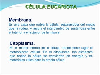 CÉLULA EUCARIOTA Membrana. Es una capa que rodea la célula, separándola del medio que la rodea, y regula el intercambio de sustancias entre el interior y el exterior de la misma. Citoplasma. Es el medio interno de la célula, donde tiene lugar el metabolismo celular. En el citoplasma, los alimentos que recibe la célula se convierten en energía y en materiales útiles para la propia célula. 