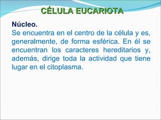 CÉLULA EUCARIOTA Núcleo. Se encuentra en el centro de la célula y es, generalmente, de forma esférica. En él se encuentran los caracteres hereditarios y, además, dirige toda la actividad que tiene lugar en el citoplasma. 