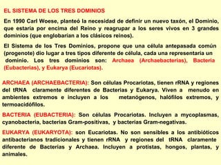 EL SISTEMA DE LOS TRES DOMINIOS En 1990 Carl Woese, planteó la necesidad de definir un nuevo taxón, el Dominio, que estaría por encima del Reino y reagrupar a los seres vivos en 3 grandes dominios (que englobarían a los clásicos reinos). El Sistema de los Tres Dominios, propone que una célula antepasada común  (progenote) dio lugar a tres tipos diferente de célula, cada una representaría un  dominio. Los tres dominios son:  Archaea (Archaebacterias), Bacteria (Eubacterias), y Eukarya (Eucariotas). ARCHAEA (ARCHAEBACTERIA):  Son células Procariotas, tienen rRNA y regiones del tRNA  claramente diferentes de Bacterias y Eukarya. Viven a  menudo en ambientes extremos e incluyen a los  metanógenos, halófilos extremos, y termoacidófilos. BACTERIA (EUBACTERIA):  Son células Procariotas. Incluyen a mycoplasmas, cyanobacteria, bacterias Gram-positivas,  y bacterias Gram-negativas. EUKARYA (EUKARYOTA):  son Eucariotas. No son sensibles a los antibióticos antibacterianos tradicionales y tienen rRNA  y regiones del  tRNA  claramente  diferente de Bacterias y Archaea. Incluyen a protistas, hongos, plantas, y animales. 