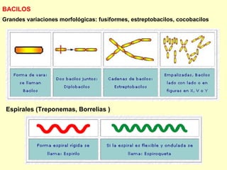BACILOS   Grandes variaciones morfológicas: fusiformes, estreptobacilos, cocobacilos Espirales (Treponemas, Borrelias ) 