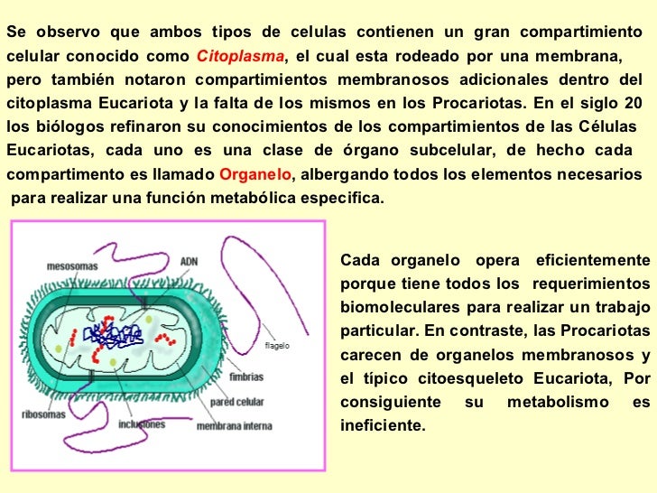 La Célula Procariota