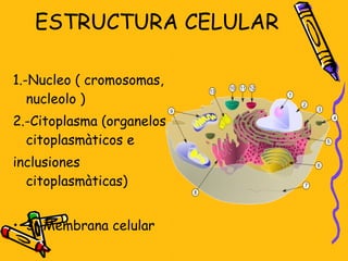 ESTRUCTURA CELULAR 1.-Nucleo ( cromosomas, nucleolo ) 2.-Citoplasma (organelos citoplasmàticos e inclusiones citoplasmàticas) 3.-Membrana celular 