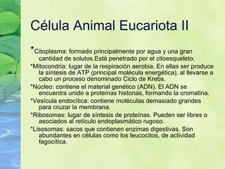 Célula Animal Eucariota II * Citoplasma: formado principalmente por agua y una gran cantidad de solutos.Está penetrado por el citoesqueleto. *Mitocondria: lugar de la respiración aerobia. En ellas ser produce la síntesis de ATP (principal molécula energética), al llevarse a cabo un proceso denominado Ciclo de Krebs. *Núcleo: contiene el material genético (ADN). El ADN se encuentra unido a proteínas histonas, formando la cromatina. *Vesícula endocítica: contiene moléculas demasiado grandes para cruzar la membrana. *Ribosomas: lugar de síntesis de proteínas. Pueden ser libres o asociados al retículo endoplasmático rugoso. *Lisosomas: sacos que contienen enzimas digestivas. Son abundantes en células como los leucocitos, de actividad fagocítica.  