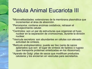 C élula Animal Eucariota III *Microvellosidades: extensiones de la membrana plasm ática que incrementan el área de absorción. *Peroxisoma: contiene enzimas oxidativos, retrasan el envejecimiento celular. *Centriolos: son un par de estructuras que organizan el huso nuclear en la separación de cromosomas, durante la división nuclear. *Ves ícula secretora: son abundantes en células con elevada actividad de síntesis. *Retículo endoplasmático: puede ser liso (serie de sacos aplanados que son  el lugar de síntesis de lípidos) o rugoso (que transporta proteínas sintetizadas en los ribosomas). *Aparato de Golgi: pilas de sacos que modifican productos celulares y los encierran en vesículas para secretarlos. 