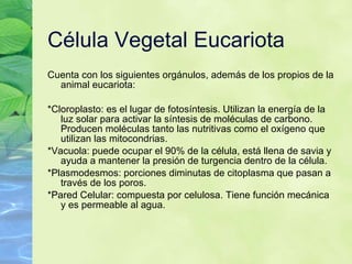 C élula Vegetal Eucariota Cuenta con los siguientes org ánulos, además de los propios de la animal eucariota: *Cloroplasto: es el lugar de fotosíntesis. Utilizan la energía de la luz solar para activar la síntesis de moléculas de carbono. Producen moléculas tanto las nutritivas como el oxígeno que utilizan las mitocondrias. *Vacuola: puede ocupar el 90% de la célula, está llena de savia y ayuda a mantener la presión de turgencia dentro de la célula. *Plasmodesmos: porciones diminutas de citoplasma que pasan a trav és de los poros. *Pared Celular: compuesta por celulosa. Tiene función mecánica y es permeable al agua. 