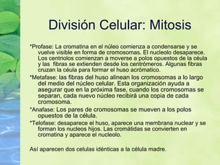 Divisi ón Celular: Mitosis *Profase: La cromatina en el n ú l eo comienza a condensarse y se vuelve visible en forma de cromosomas.  El nuc l eolo desaparece.   Los centr io l os comienzan a moverse a polos opuestos de la c é u la y las  fibras se extienden desde los centr óm e ros. Algunas fibras cruzan la c é u la para formar el huso acr ómatico. *Metafase: l as fibras del huso alinean los cromosomas a lo largo del medio del n úcl eo celular.   Esta organizaci ón   ayuda a asegurar que en la pr óx i ma fase, cuando los cromosomas se separan, cada nuevo n úc l eo recibir á  una copia de cada cromosoma.  *Anafase:  Los pares de cromosomas se mueven a los polos opuestos de la c élula. *Telofase: desaparece el huso, aparece una membrana nuclear y se forman los nucleos hijos. Las cromátidas se convierten en cromatina y aparece el nucleolo. Así aparecen dos celulas idénticas a la célula madre. 