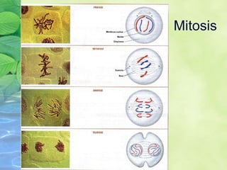 Mitosis 