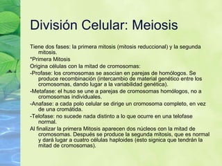 Divis ión Celular: Meiosis Tiene dos fases: la primera mitosis (mitosis reduccional) y la segunda mitosis. *Primera Mitosis Origina c élulas con la mitad de cromosomas: -Profase: los cromosomas se asocian en parejas de homólogos. Se produce recombinación (intercambio de material genético entre los cromosomas, dando lugar a la variabilidad genética). -Metafase: el huso se une a parejas de cromosomas homólogos, no a cromosomas individuales. -Anafase: a cada polo celular se dirige un cromosoma completo, en vez de una cromátida. -Telofase: no sucede nada distinto a lo que ocurre en una telofase normal. Al finalizar la primera Mitosis aparecen dos n úcleos con la mitad de cromosomas. Después se produce la segunda mitosis, que es normal y dará lugar a cuatro células haploides (esto signica que tendrán la mitad de cromosomas). 