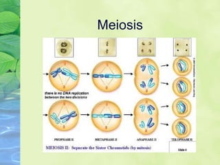 Meiosis 