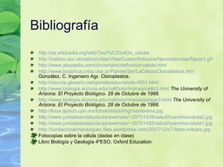 Bibliograf ía http://es.wikipedia.org/wiki/Teor%C3%ADa_celular   http://caibco.ucv.ve/caibco/vitae/VitaeCuatro/Articulos/Neurociencias/figura1.gif   http://www.abcpedia.com/diccionario/definicion-celula.html   http://www.botanica.cnba.uba.ar/Pakete/3er/LaCelula/Cloroplastos.htm  Gonz ález, C. Ingeniero Agr. Cloroplastos. http://ciencia.glosario.net/genetica/eucariota-4951.html http://www.biologia.arizona.edu/cell/tutor/mitosis/cells3.html   The University of Arizona. El Proyecto Biol ógico. 28 de Octubre de 1998. http://www.biologia.arizona.edu/cell/tutor/meiosis/page3.html   The University of Arizona. El Proyecto Biol ógico. 28 de Octubre de 1998. http://linux.ajusco.upn.mx/fotosintesis/img/membrana.jpg   http://www.juntadeandalucia.es/averroes/~29701428/salud/nuevima/celula2.jpg http://www.juntadeandalucia.es/averroes/~29701428/salud/nuevima/celula1.jpg http://fundacionannavazquez.files.wordpress.com/2007/12/c7-fotos-mitosis.jpg   Fotocopias sobre la c élula (dadas en clase) Libro Biología y Geología 4ºESO, Oxford Education. 