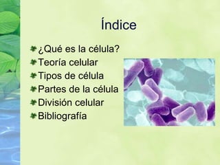Índice ¿Qu é es la célula? Teoría celular Tipos de c élula Partes de la célula División celular Bibliograf ía 