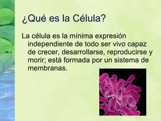 ¿Qu é es la Célula ? La c élula es la mínima expresión independiente de todo ser vivo capaz de crecer, desarrollarse, reproducirse y morir; está formada por un sistema de membranas. 
