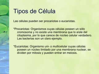 Tipos de C élula Las c élulas pueden ser procariotas o eucariotas. *Procariotas:  Organismos cuyas c él u las poseen un s ól o  cromosoma y no existe una membrana que lo a ís l e del citoplasma, por lo que carece de n úc l eo celular verdadero. Las bacterias son un claro ejemplo. *Eucariotas:  Organismo uni- o multicelular cuyas c élu las poseen un n úc l eo limitado por una membrana nuclear, se dividen por mitosis y pueden entrar en meiosis. 