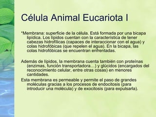 C élula Animal Eucariota I *Membrana: superficie de la c élula. Está formada por una bicapa lipídica. Los lípidos cuentan con la característica de tener cabezas hidrofílicas (capaces de interaccionar con el agua) y colas hidrofóbicas (que repelen el agua). En la bicapa, las colas hidrofóbicas se encuentran enfrentadas. Además de lípidos, la membrana cuenta también con proteínas (enzimas, función transportadora…) y glúcidos (encargados del reconocimiento celular, entre otras cosas) en menores cantidades. Esta membrana es permeable y permite el paso de grandes moléculas gracias a los procesos de endocitosis (para introducir una molécula) y de exocitosis (para expulsarla). 