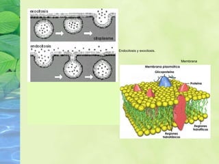 Endocitosis y exocitosis. Membrana Plasmática 