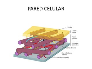La célula LECTURA 1