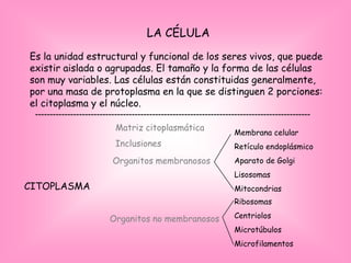 LA CÉLULA
Es la unidad estructural y funcional de los seres vivos, que puede
existir aislada o agrupadas. El tamaño y la forma de las células
son muy variables. Las células están constituidas generalmente,
por una masa de protoplasma en la que se distinguen 2 porciones:
el citoplasma y el núcleo.
 ----------------------------------------------------------------------------------------------
                            Matriz citoplasmática
                                                                     Membrana celular
                            Inclusiones                              Retículo endoplásmico
                           Organitos membranosos                     Aparato de Golgi
                                                                     Lisosomas
CITOPLASMA                                                           Mitocondrias
                                                                     Ribosomas

                          Organitos no membranosos                   Centriolos
                                                                     Microtúbulos
                                                                     Microfilamentos
 