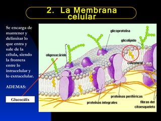 2.  La Membrana celular Se encarga de mantener y delimitar lo que entra y sale de la célula, siendo la frontera entre lo intracelular y lo extracelular. ADEMAS: Glucocálix 