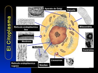 El Citoplasma Aparato de Golgi Vacuola Mitocondria Centríolos Lisosomas Núcleo Nucleolos Retículo endoplásmico rugoso Retículo endoplásmico liso Membrana 