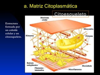 a. Matriz Citoplasmática Estructura formada por un coloide celular y un citoesqueleto. Citoesqueleto 