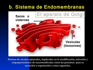 Sistema de sáculos aplanados, implicados en la modificación, selección y empaquetamiento de macromoléculas como las proteínas  para su secreción o exportación a otros organelos. Sacos  o cisternas Vesículas (lisosomas)  El aparato de Golgi b. Sistema de Endomembranas  