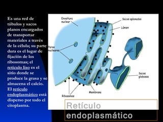 Es una red de túbulos y sacos planos encargados de transportar materiales a través de la célula; su parte dura es el lugar de fijación de los ribosomas; el  retículo liso  es el sitio donde se produce la grasa y se almacena el calcio. El  retículo endoplasmático  está disperso por todo el citoplasma.  Retículo endoplasmático 