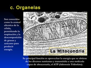 Son conocidas como la central eléctrica de la célula, permitiendo la respiración y la descomposición de grasas y azúcares para producir energía.  La Mitocondria Su principal función es aprovechar la energía que se obtiene de los diversos nutrientes y transmitirla a una molécula capaz de almacenarla, el ATP (Adenosin Trifosfato). c. Organelas  
