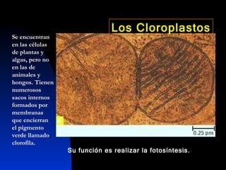 Se encuentran en las células de plantas y algas, pero no en las de animales y hongos. Tienen numerosos sacos internos formados por membranas que encierran el pigmento verde llamado clorofila. Su función es realizar la fotosíntesis. Los Cloroplastos 