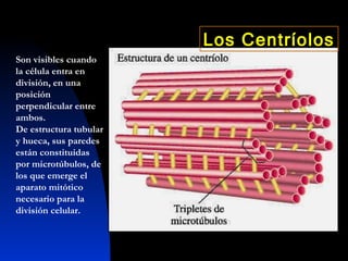 Son visibles cuando la célula entra en división, en una posición perpendicular entre ambos. De estructura tubular y hueca, sus paredes están constituidas por microtúbulos, de los que emerge el aparato mitótico necesario para la división celular. Los Centríolos 