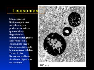 Son organelos limitados por una membrana; las poderosas enzimas que contiene degradan los materiales peligrosos absorbidos en la célula, para luego liberarlos a través de la membrana celular. Es decir, los lisosomas realizan funciones digestivas en la célula. Lisosomas 