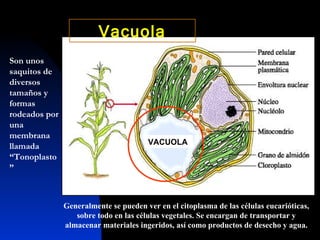 Son unos saquitos de diversos tamaños y formas rodeados por una membrana llamada “Tonoplasto” Generalmente se pueden ver en el citoplasma de las células eucarióticas, sobre todo en las células vegetales. Se encargan de transportar y almacenar materiales ingeridos, así como productos de desecho y agua. Vacuola VACUOLA 
