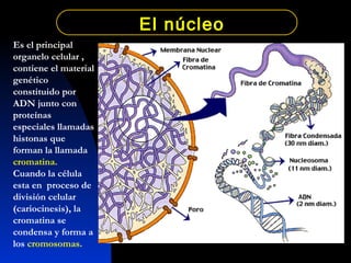 Es el principal organelo celular , contiene el material genético constituido por ADN junto con proteínas especiales llamadas histonas que forman la llamada  cromatina. Cuando la célula esta en  proceso de división celular (cariocinesis), la cromatina se condensa y forma a los  cromosomas. El núcleo 