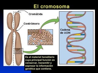 Es el material hereditario cuya principal función es conservar, transmitir y expresar la información genética que contiene. El cromosoma 