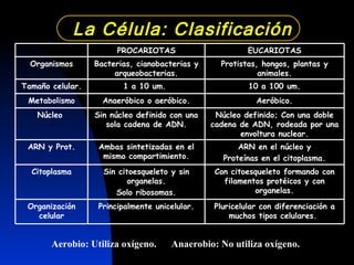 Aerobio: Utiliza oxígeno.  Anaerobio: No utiliza oxígeno. La Célula: Clasificación Pluricelular con diferenciación a muchos tipos celulares.  Principalmente unicelular. Organización celular Con citoesqueleto formando con filamentos protéicos y con organelas. Sin citoesqueleto y sin organelas. Solo ribosomas. Citoplasma ARN en el núcleo y Proteínas en el citoplasma. Ambas sintetizadas en el mismo compartimiento. ARN y Prot. Núcleo definido; Con una doble cadena de ADN, rodeada por una envoltura nuclear. Sin núcleo definido con una sola cadena de ADN. Núcleo  Aeróbico. Anaeróbico o aeróbico. Metabolismo 10 a 100 um. 1 a 10 um.  Tamaño celular. Protistas, hongos, plantas y animales. Bacterias, cianobacterias y arqueobacterias. Organismos EUCARIOTAS PROCARIOTAS 