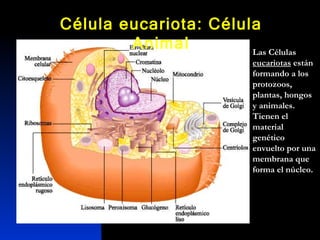 Célula eucariota: Célula Animal Las Células  eucariotas  están formando a los protozoos, plantas, hongos y animales. Tienen el material genético envuelto por una membrana que forma el núcleo.  