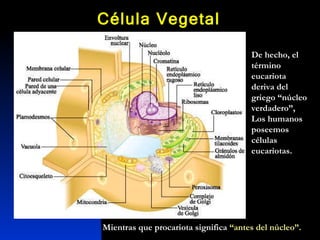 Célula Vegetal De hecho, el término eucariota deriva del griego “núcleo verdadero”, Los humanos poseemos células eucariotas. Mientras que procariota significa  “antes del núcleo”. 