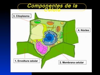 Componentes de la Célula 4. Núcleo 1. Envoltura celular 3. Citoplasma 2. Membrana celular 