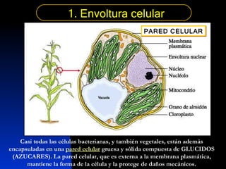 Casi todas las células bacterianas, y también vegetales, están además encapsuladas en una  pared celular  gruesa y sólida compuesta de GLUCIDOS (AZUCARES). La pared celular, que es externa a la membrana plasmática, mantiene la forma de la célula y la protege de daños mecánicos. 1. Envoltura celular PARED CELULAR 