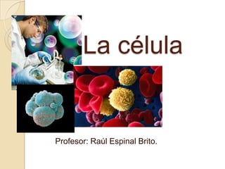 La célula Profesor: Raúl Espinal Brito. 